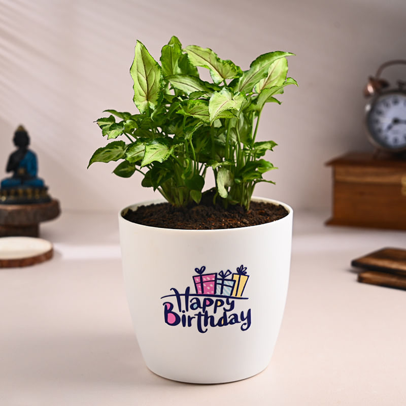 Syngonium Plant In Happy Birthday Pot