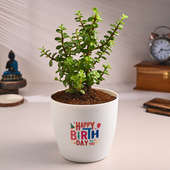 Jade Plant In Happy Birthday Pot