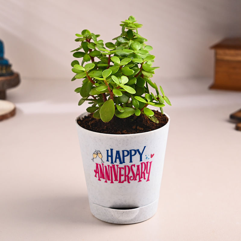 Jade Plant In Happy Anniversary Pot