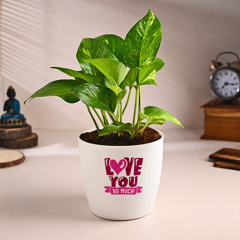 Money Plant In Love You Pot