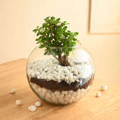 Jade Plant Glass Terrarium