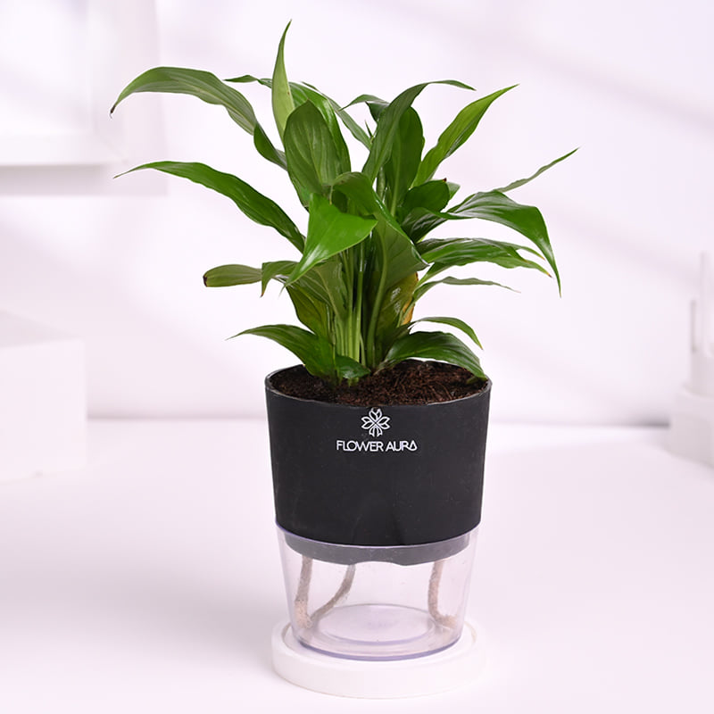 Peace Lily N Diwali Delights Hamper