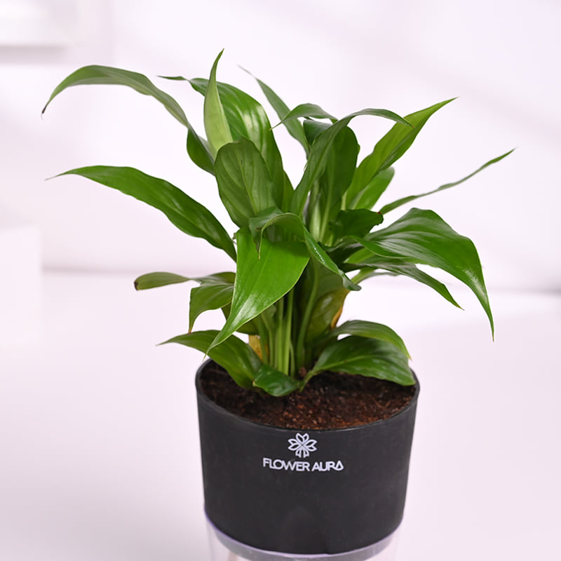 Peace Lily N Diwali Delights Hamper