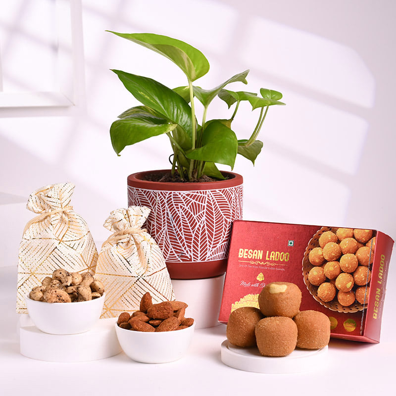 Money Plant With Diwali Treats N Diyas