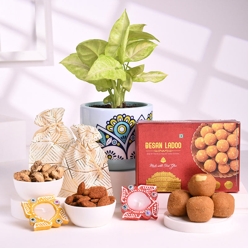 Syngonium Plant N Diwali Goodies Hamper