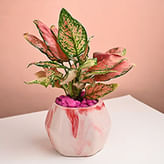 Decorative Plants