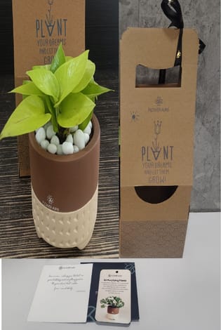 Lush Money Plant With Terracotta Pot