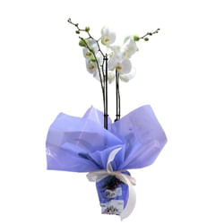 Elegant Orchid Ensemble