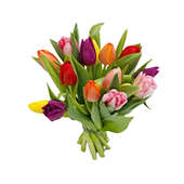 Vibrant Tulip Elegance