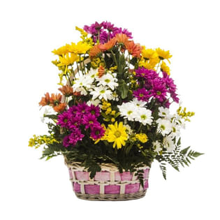 Bright Daisy Gesture