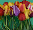 Expert Tips for Creating Stunning Tulip Flower Arrangements