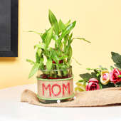 2 Layer Feng Shui Bamboo Plant Gift for Mother