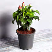 Buy Hibiscus Plant Online