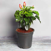 Send Hibiscus Plant Online