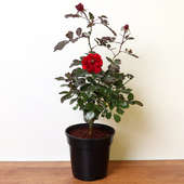 Buy Red Rose Bloom Online