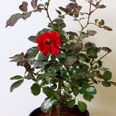 Order Red Red Rose Bloom Online