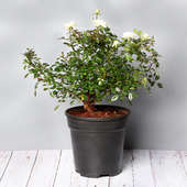 White Rose Plant Online