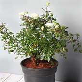 Order White Rose Plant Online