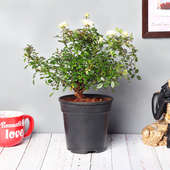Buy White Rose Plant Online