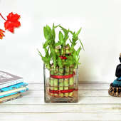 Buy Beautiful 2 Layer Lucky Bamboo Plant Online