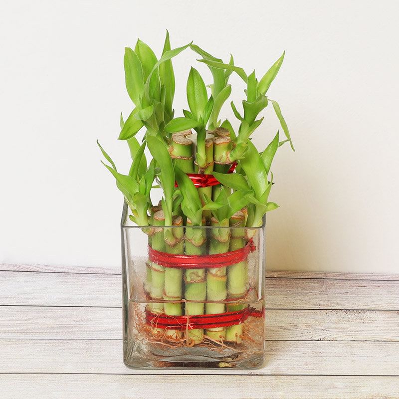 Order Beautiful 2 Layer Lucky Bamboo Online