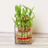 Beautiful 2 Layer Lucky Bamboo Online