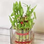 Send Beautiful 2 Layer Lucky Bamboo Online