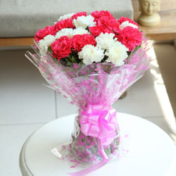 Carnation Love