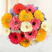 15 Mixed Gerberas Bunch with Top View