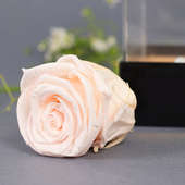 Front view of Preserved light pink rose for girlfriend