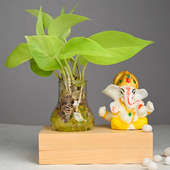 Ganesha Golden Pothos