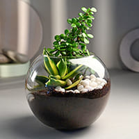 Glass Planters