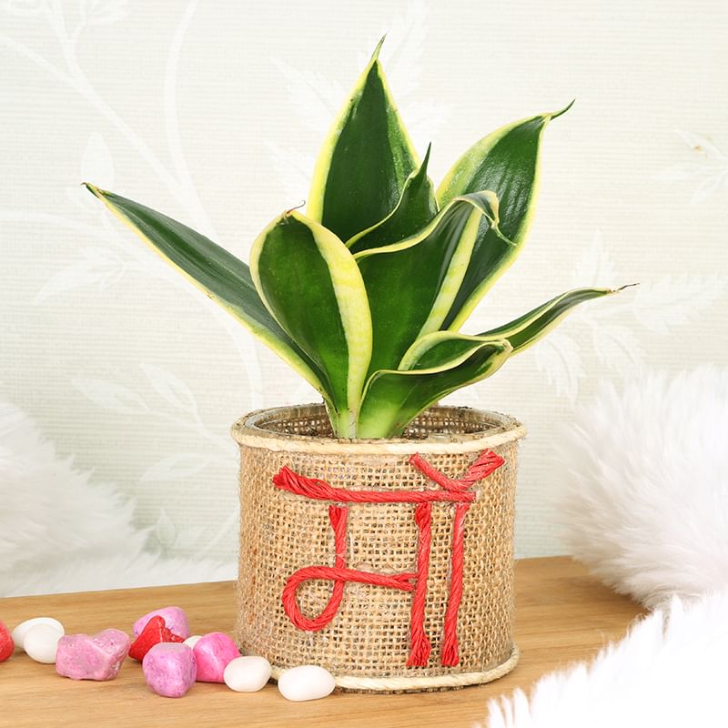 Mothers Day Pretty Sansevieria Plant