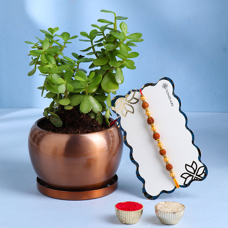 Jade Plant With Rudraksha Rakhi