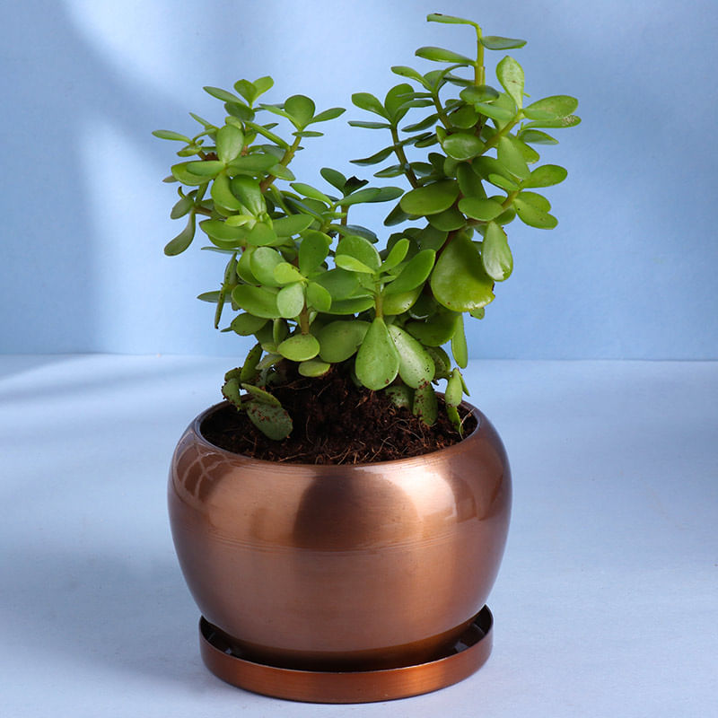 Jade Plant