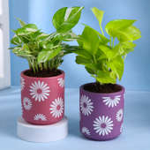 Money and White Pothos Plant