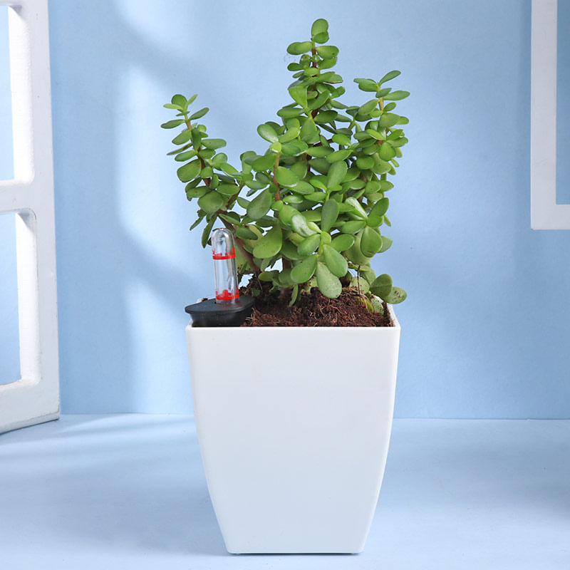 Adorable Jade Plant In Plastic Pot