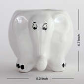 Send Money Plant in Elephant Vase Online
