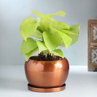 Money Plant In Metal Pot