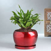 Dracena Compacta In Red Orchid Metal Pot