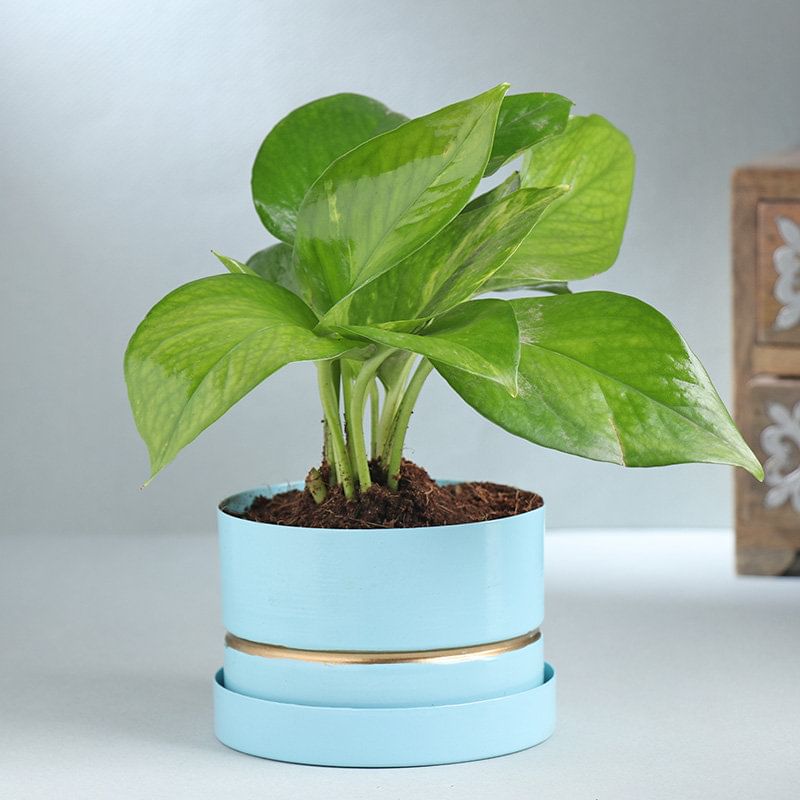 Money Plant In Blue Metal Pot