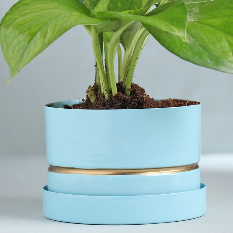 Money Plant In Blue Metal Pot