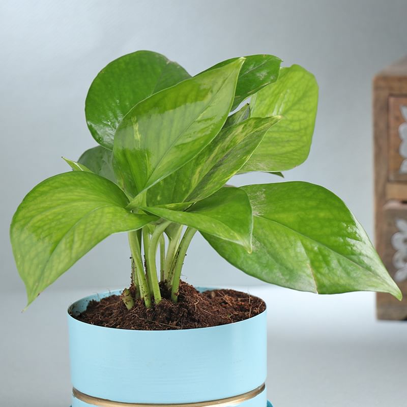 Money Plant In Blue Metal Pot