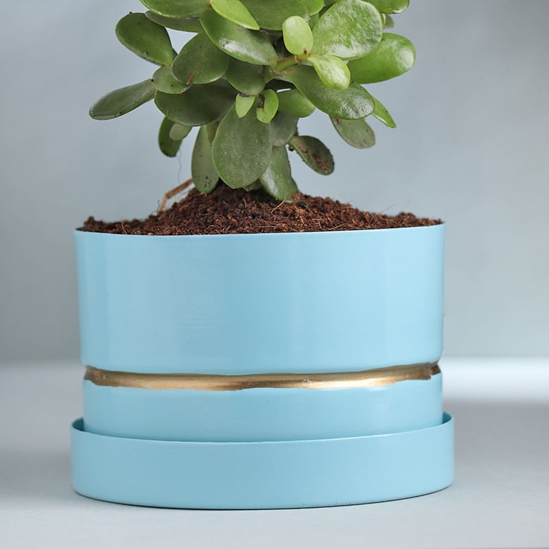 Plant Pot Online