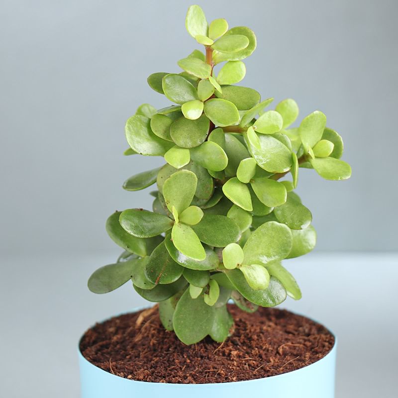 Green Jade Plant Pot Online