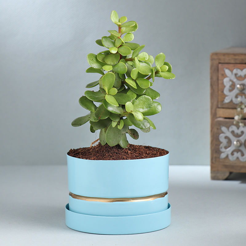 Green Jade Plant Pot