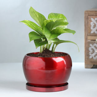 Green Money Plant In Metal Pot