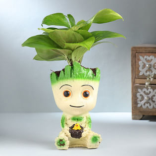 Green Money Plant In Groot