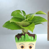 Green Money Plant In Groot