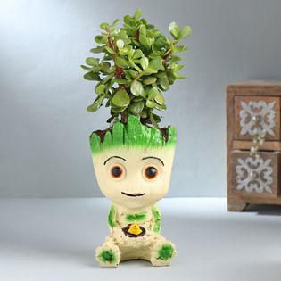 Tranquil Jade Plant